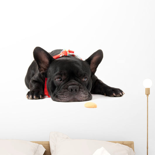 Laying French Bulldog with