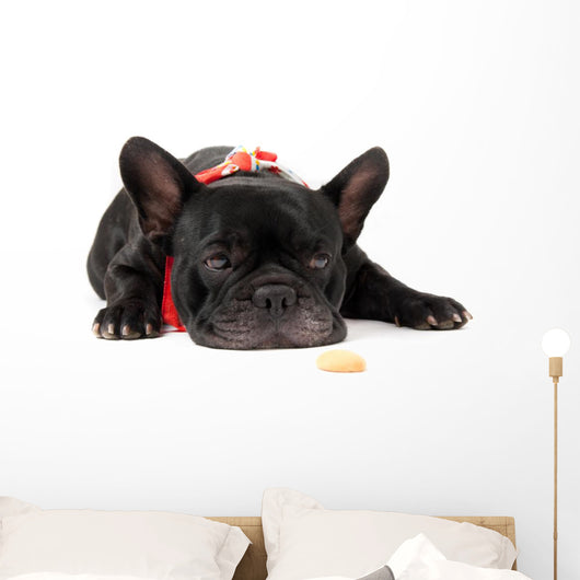Laying French Bulldog with