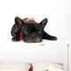 Laying French Bulldog with