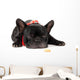 Laying French Bulldog with
