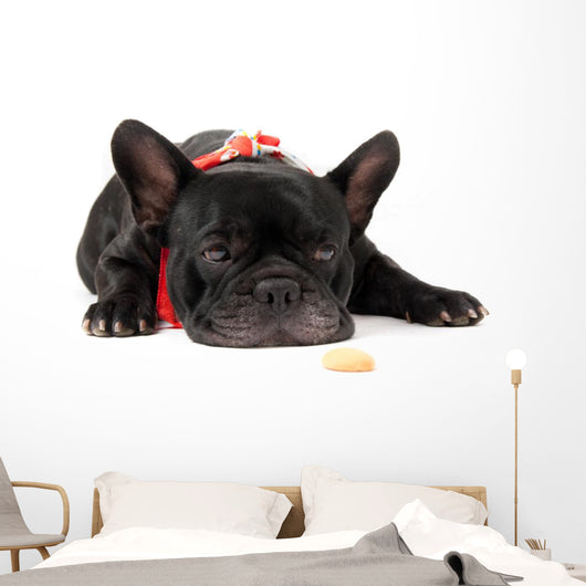 Laying French Bulldog with