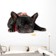 Laying French Bulldog with