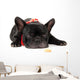 Laying French Bulldog with