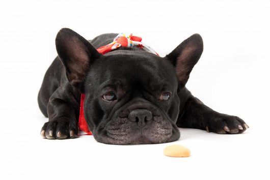 Laying French Bulldog with