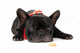 Laying French Bulldog with