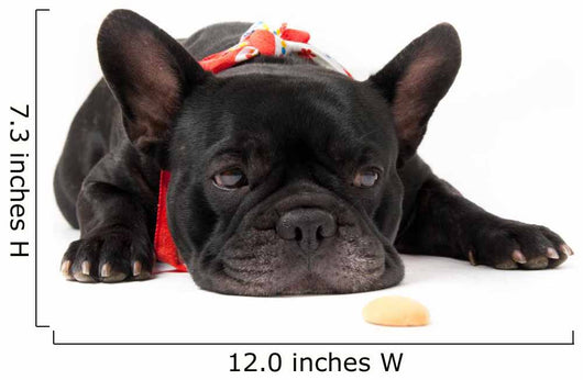 Laying French Bulldog with