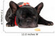 Laying French Bulldog with