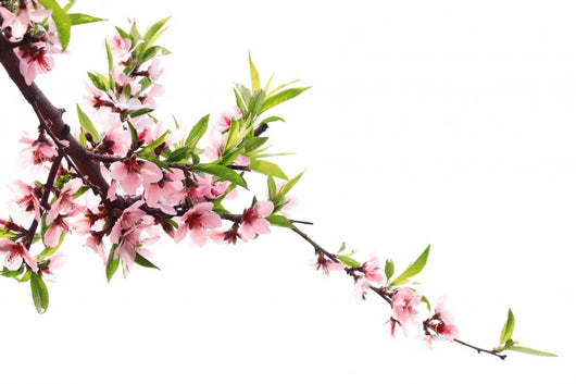 Spring Peach Blossom