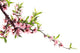 Spring Peach Blossom