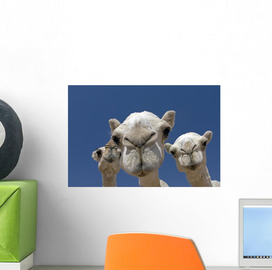 Camels