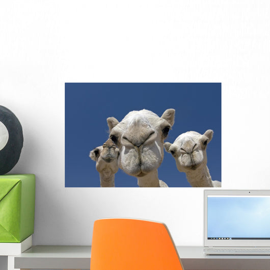 Camels