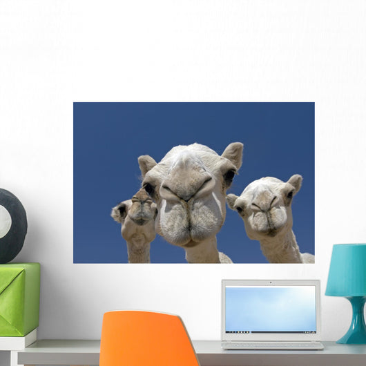 Camels