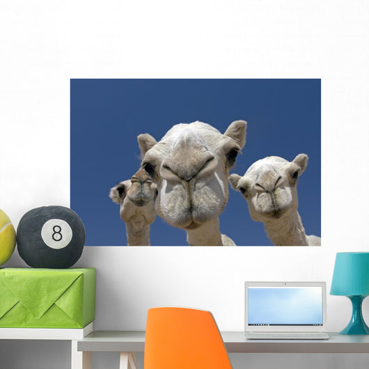 Camels