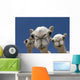 Camels