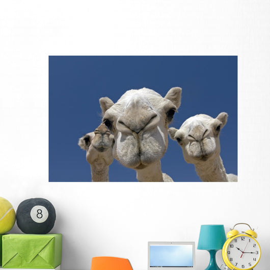 Camels