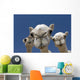 Camels