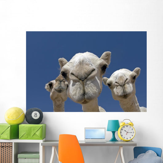 Camels