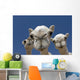 Camels