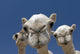 Camels