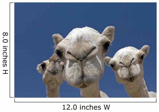 Camels