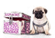 Purebred Pug Puppy Wall Mural