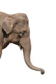 An Elephant Head Wall Decal