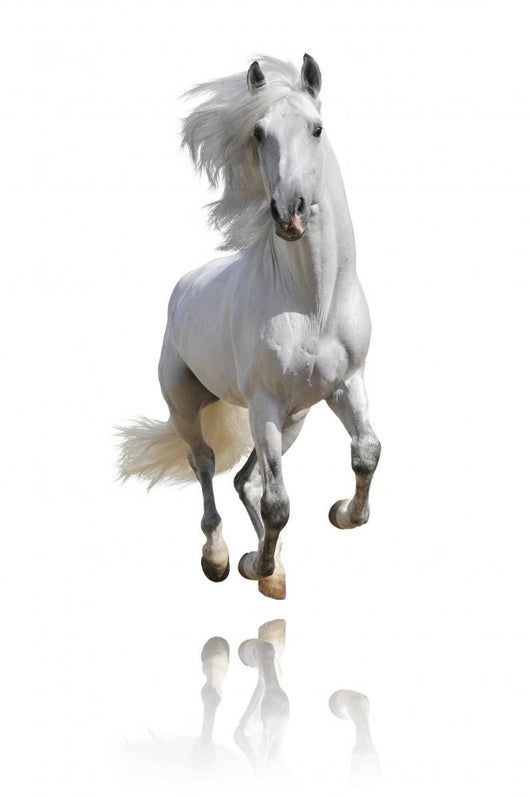 White Horse Isolated Wall Decal