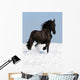 Black Friesian Horse on the Meadow Wall Mural