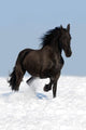 Black Friesian Horse on the Meadow Wall Mural