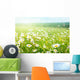 field of daisy flowers Wall Mural