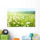 field of daisy flowers Wall Mural
