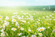 field of daisy flowers Wall Mural