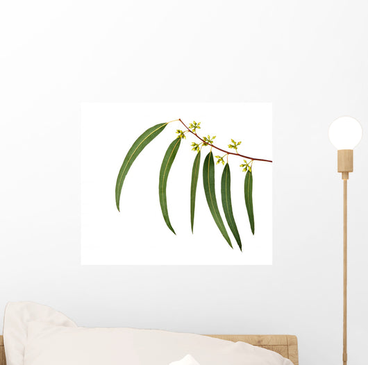 Eucalyptus Branch
