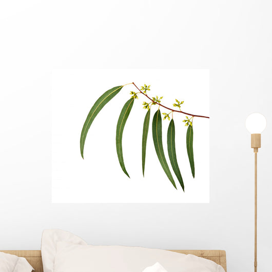 Eucalyptus Branch