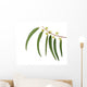 Eucalyptus Branch
