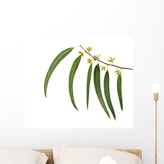Eucalyptus Branch