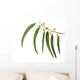 Eucalyptus Branch