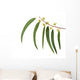 Eucalyptus Branch