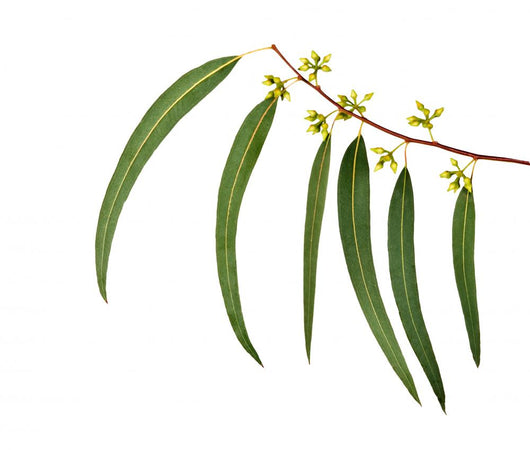 Eucalyptus Branch