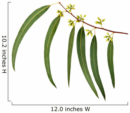 Eucalyptus Branch