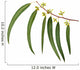 Eucalyptus Branch