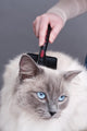 Combing Cat