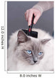Combing Cat