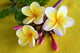 Flower Murals - Yellow Plumeria Wall Mural