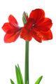 Amaryllis Wall Decal