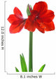 Amaryllis Wall Decal