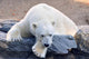 Polar Bear Wall Mural