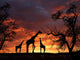 Giraffes on Sunset Wall Mural