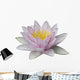 Lotus Wall Mural