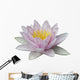 Lotus Wall Mural